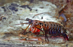 Mantis Shrimp found on the port wing of The Green Dragon ... by Jan Messersmith 